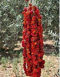 Kuru dolmalık biber Tatlı.